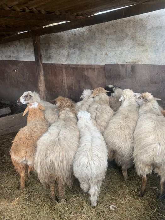 Продам овец с ягнятами
