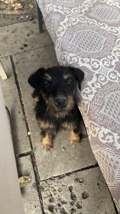 Потерялась собака в районе Иссыка!