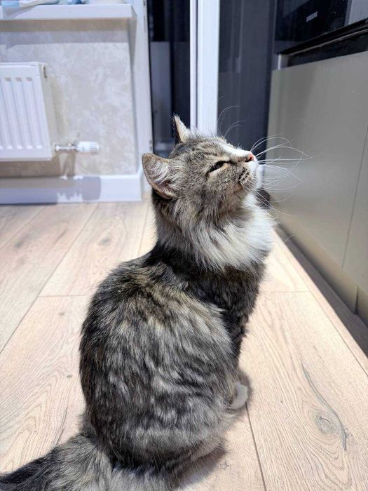 Ищем дом для очень милой кошечки