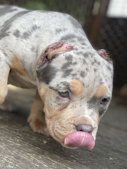 щенки американский булли