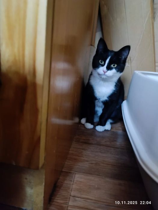 Котенок, кошечка 5 мес.