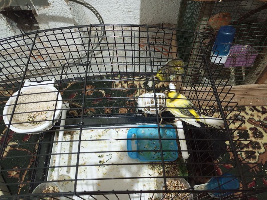 Kanareka tayor nar-modalar