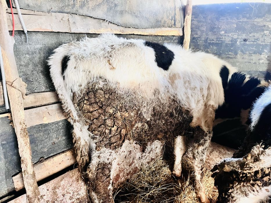 Телета 4 броя мъжки отбити