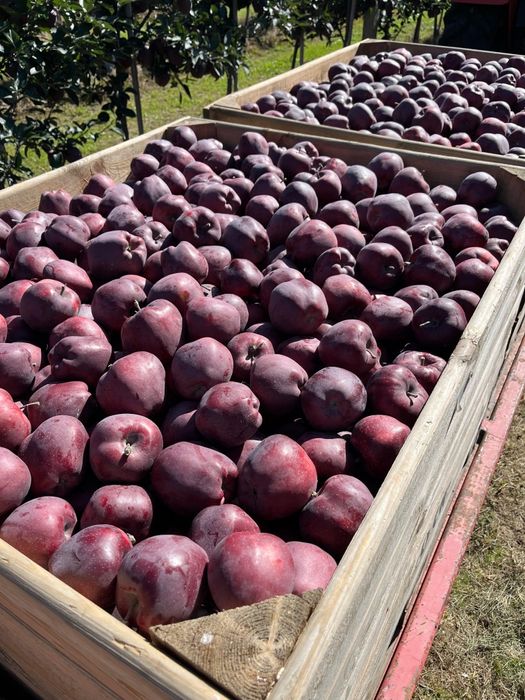 Mere și pere de vânzare