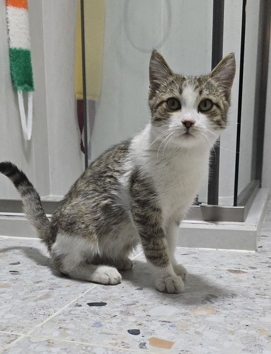 Котёнок, мальчик