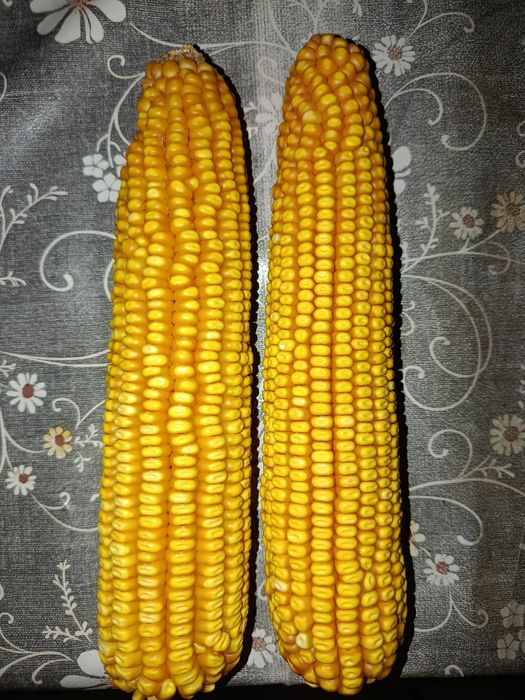 Макка жухори уруги, Makka jo'xori urugʻ'i