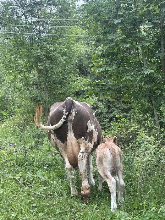Vand vaca cu vitica