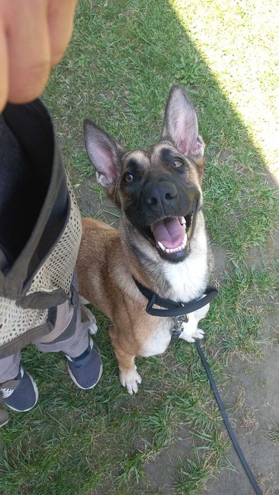 Dresaj canin # K9
