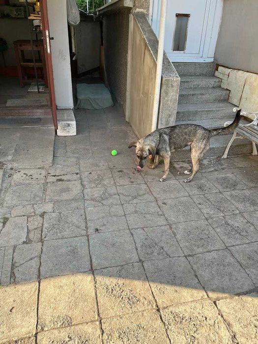 Подарявам младо женско кученце