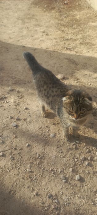 Продам котёнка вислоуха