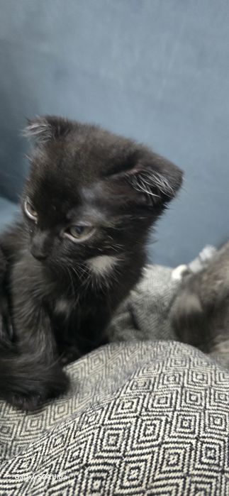 отдам котят мальчики