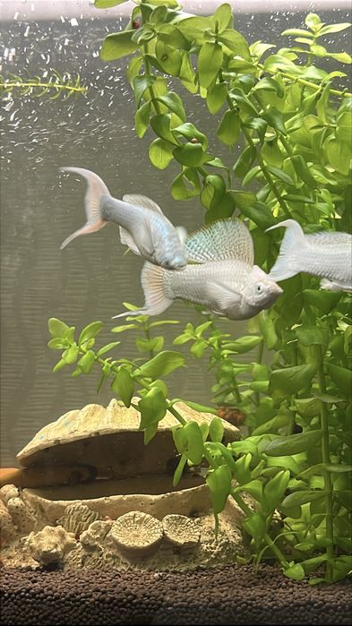 Велифера платина рыбка