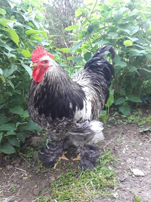 Продается петух Брама