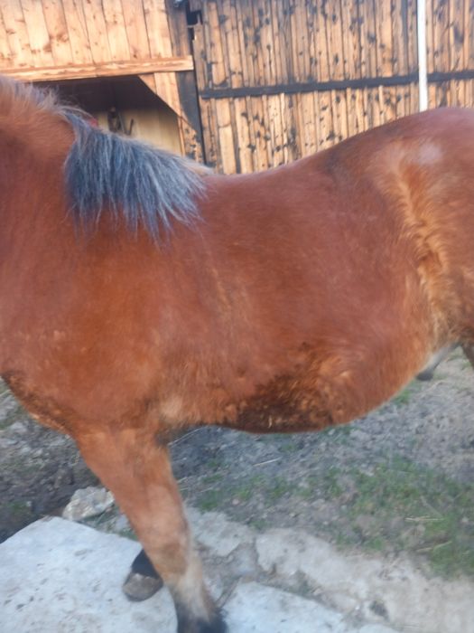 Mânz de vanzare din hudac