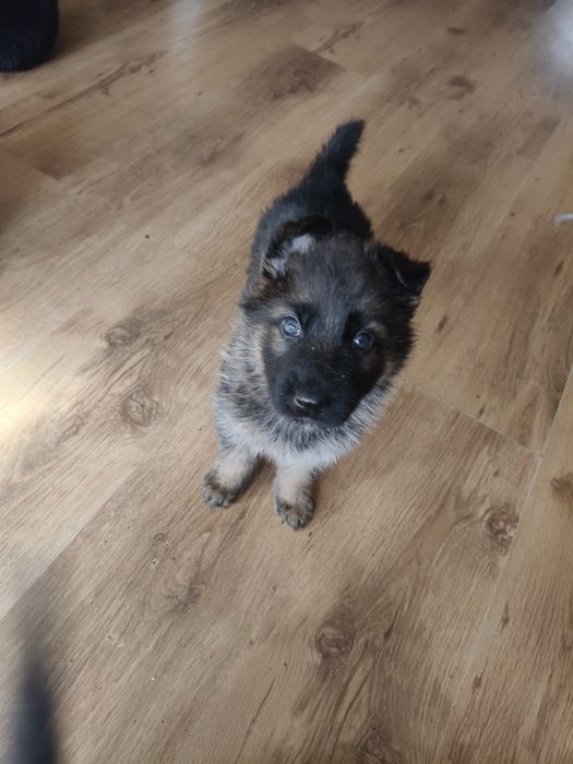 Щенки немецкой овчарки