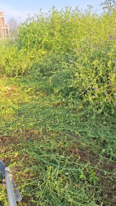 Cosesc iarba  defrisej cu motocoasa profesionala