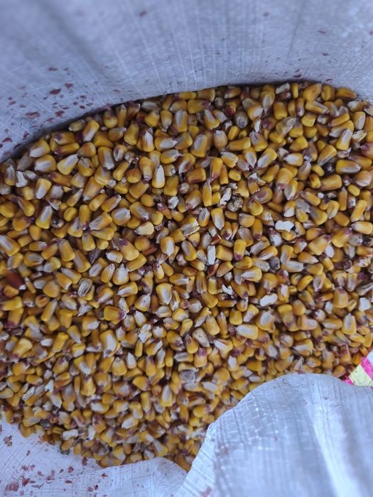 Porumb boabe mărunt