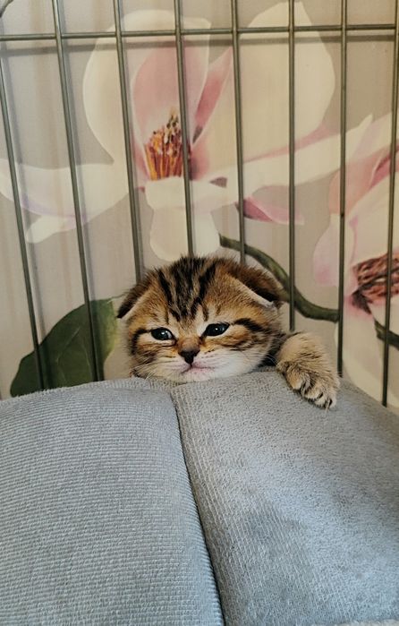 Бронь на шотландских вислоушек