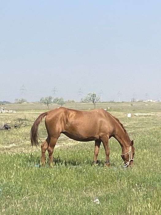 Жаксы бие сатылады