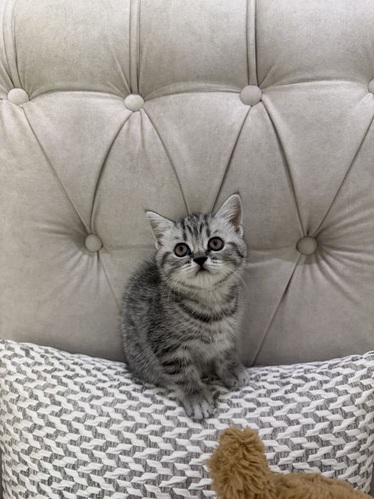 Продам котенка шотланский