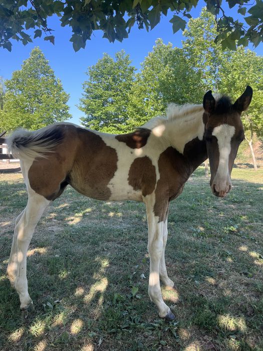 Vand mânji painthorse diferite varste , iepe si armasar.