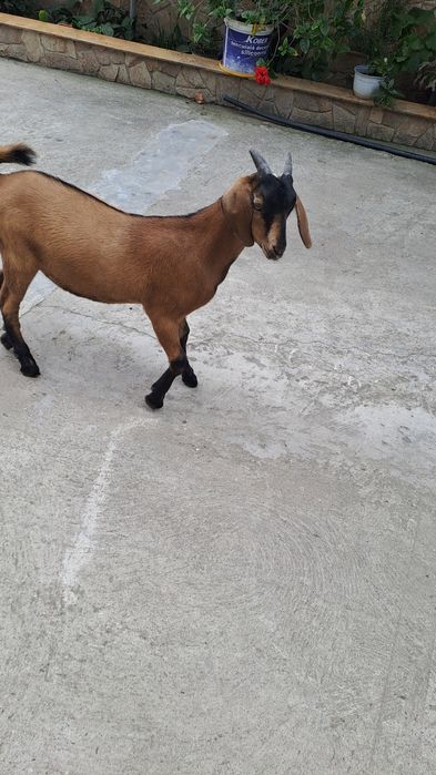 Ied pentru tăiat  30 kg