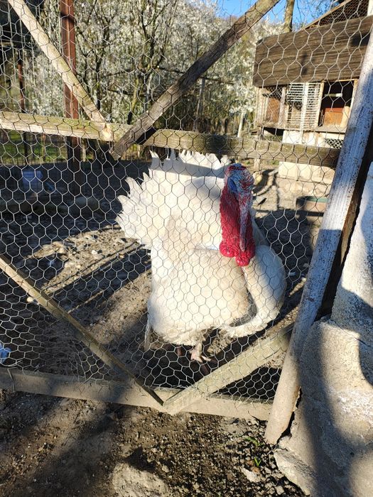 Curcan alb mare romanesc