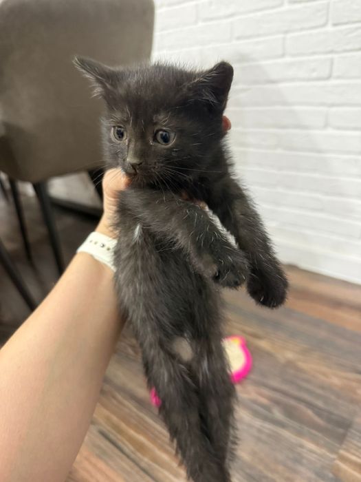 Милые котята ищут дом