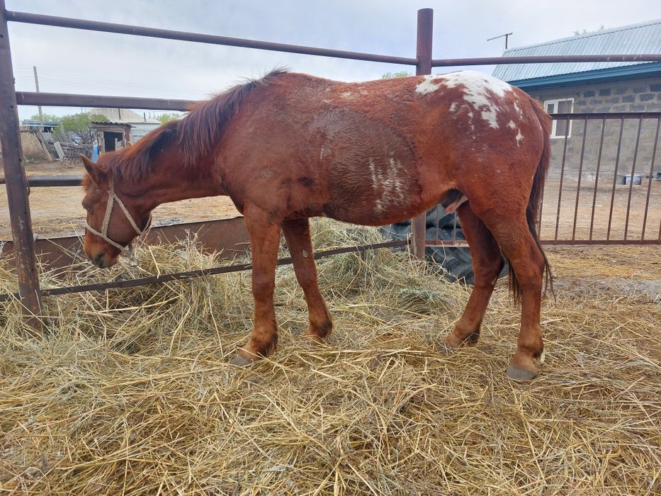 Лошадь двенадцать лет