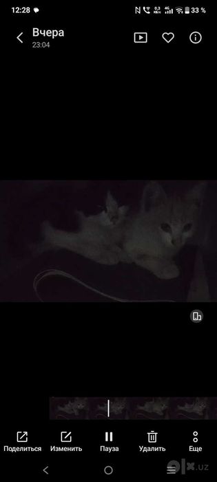 Продаются даром котята
