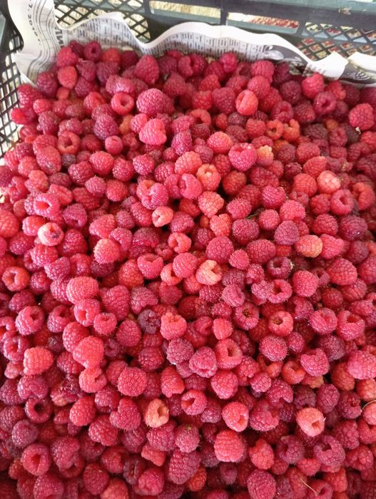 Малина  свежая местная