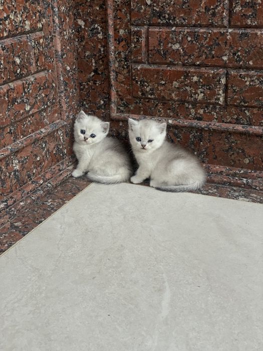 Tozza paroda shinshilla serebrenniy
2 oylik sotiladi 
4 dona bor 
Rasa