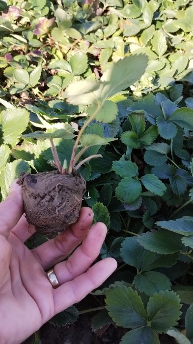 Vând stoloni căpșuni