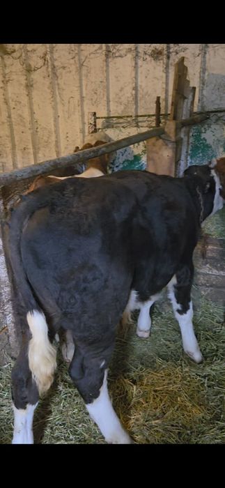 Viței de vanzare