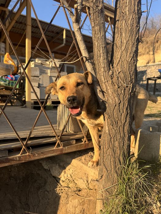 Крупные щенята в добрые руки