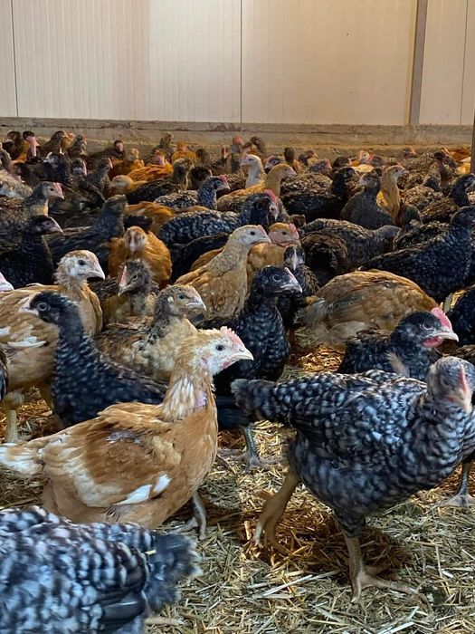 Pui de carne si rasa mixta