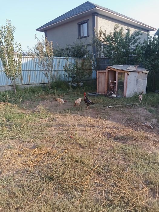 Дакан бойцовские куры