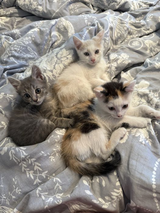 Котята в добрые любящие семьи