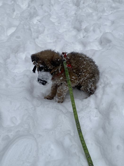 Щенок девочка помесь овчарки