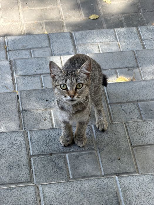 Отдам кошечку в добрые руки