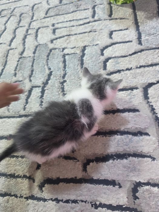 Продаются котята