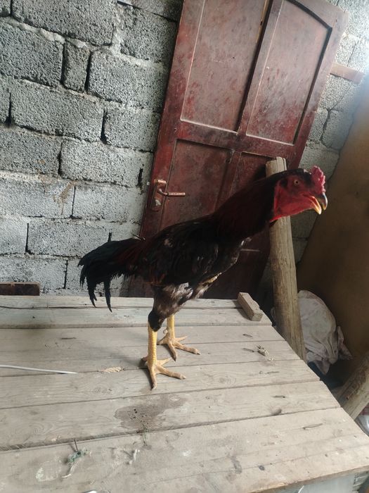 Продам петуха 2,5 года