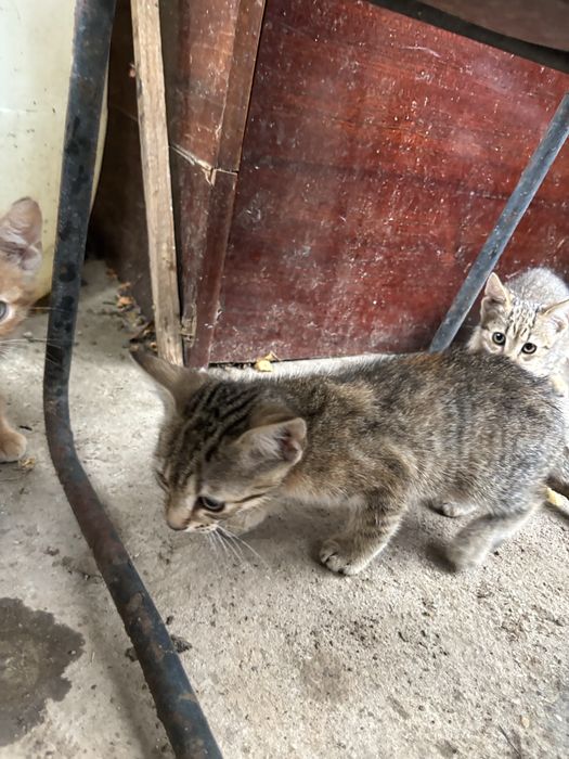 Pui de pisică, spre adoptie