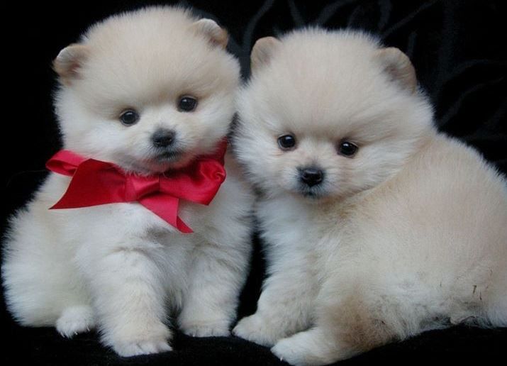 Померанский шпиц ииии