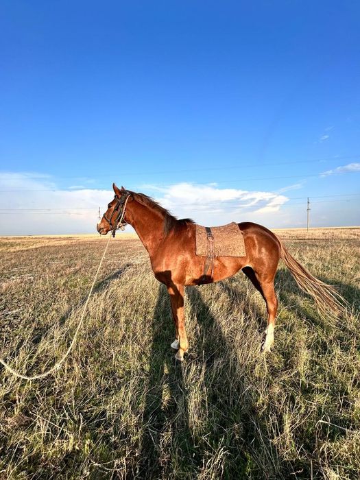 Қостанай тұқымды байтал