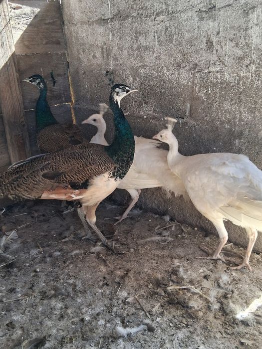 Cocosi de paun standar si alb de anu trecut