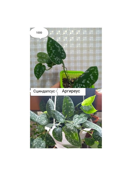 Продам Сциндапсусы