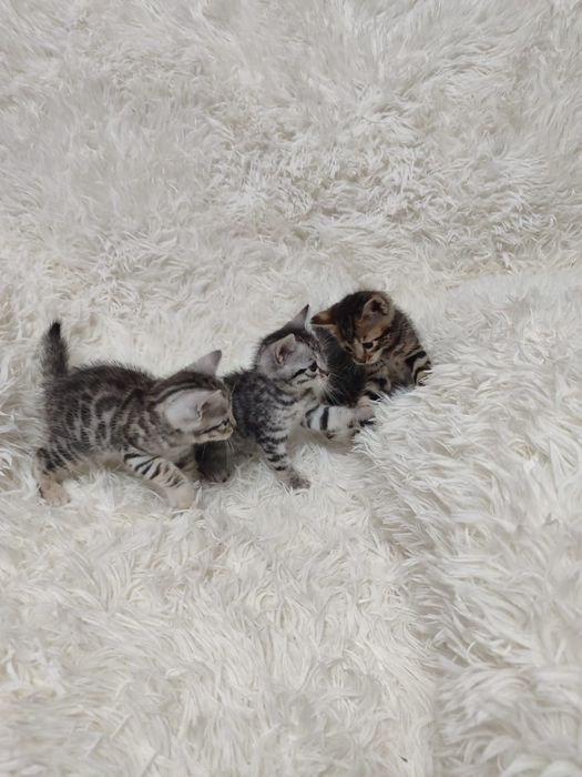 Бенгальские котята