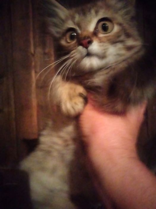 Котик в добрые руки