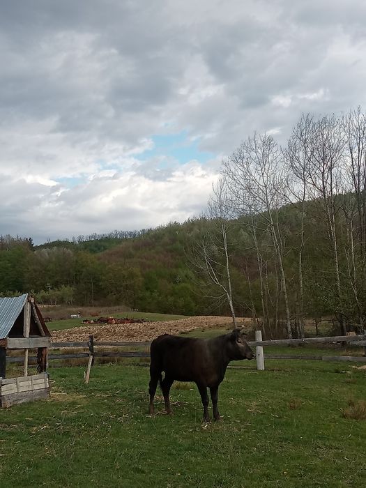 Vând o vițea Aberdeen Angus